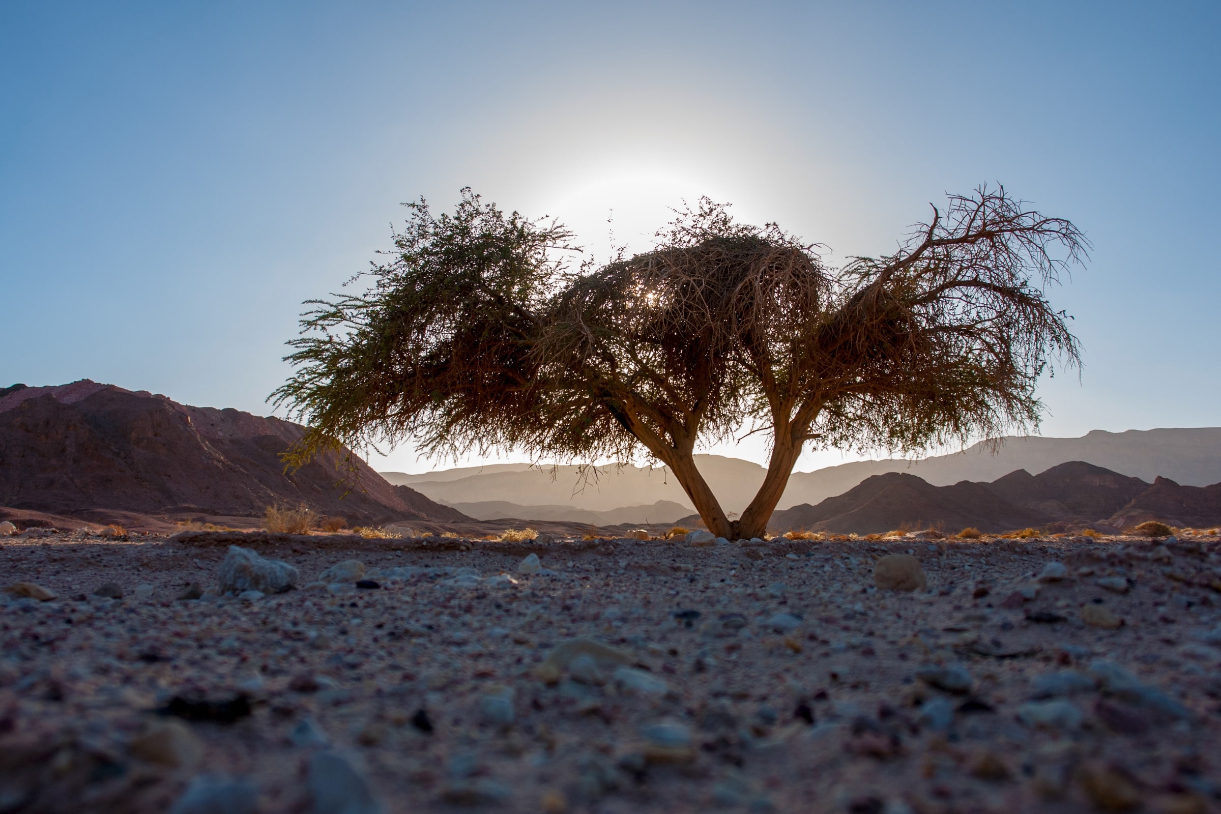 Solitary desert tree against a low sun and mountain horizon
